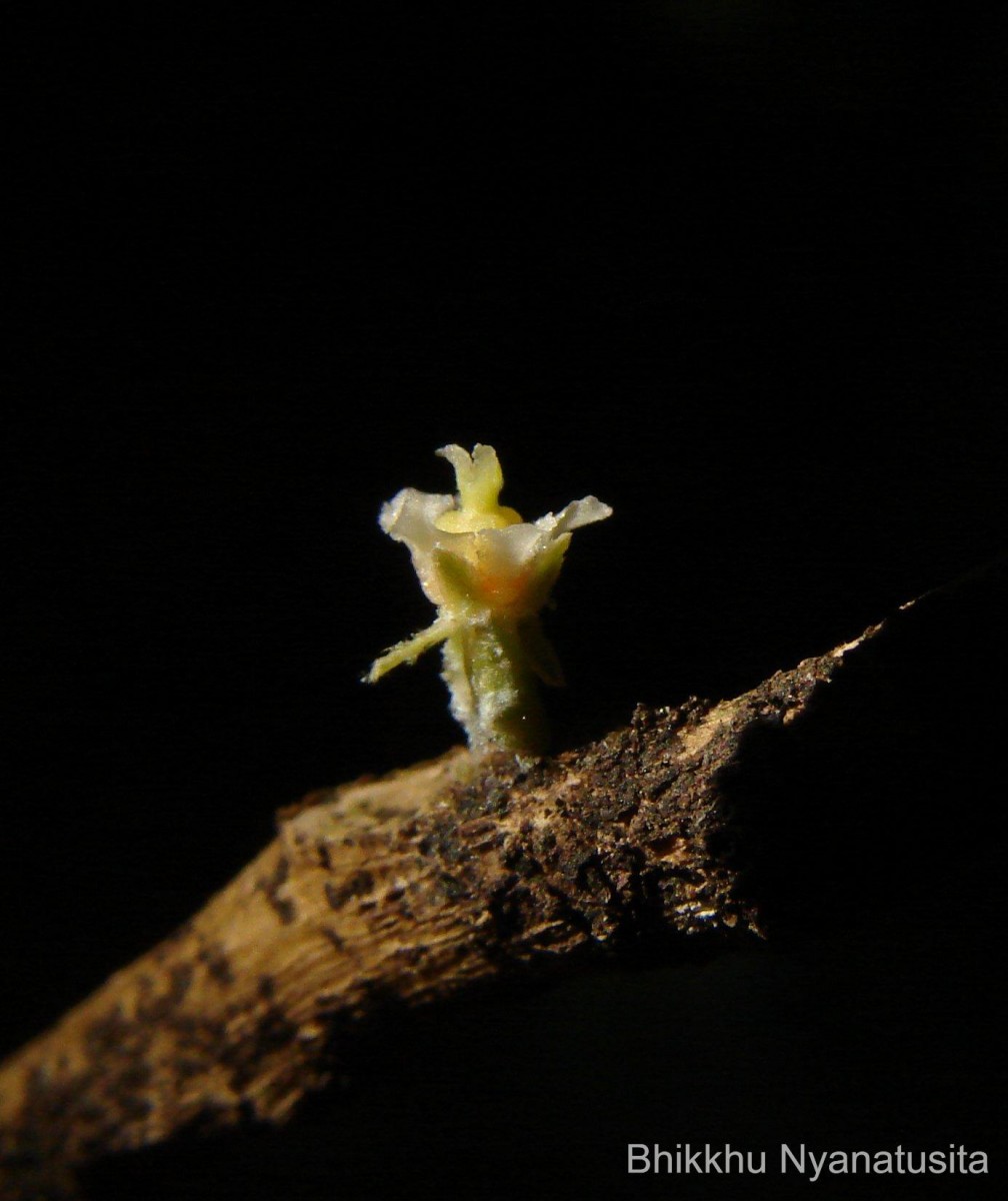 Agrostistachys indica Dalzell